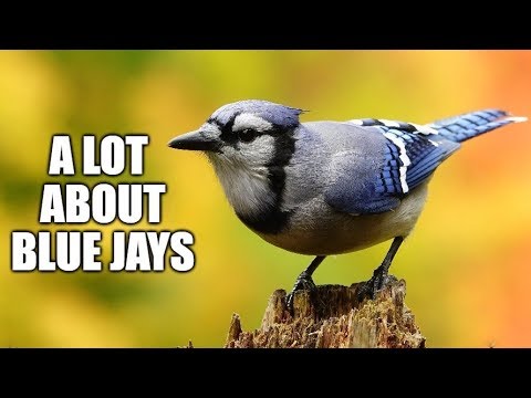 download lagu mp3 mp4 Bluejays, download lagu Bluejays gratis, unduh video klip Bluejays