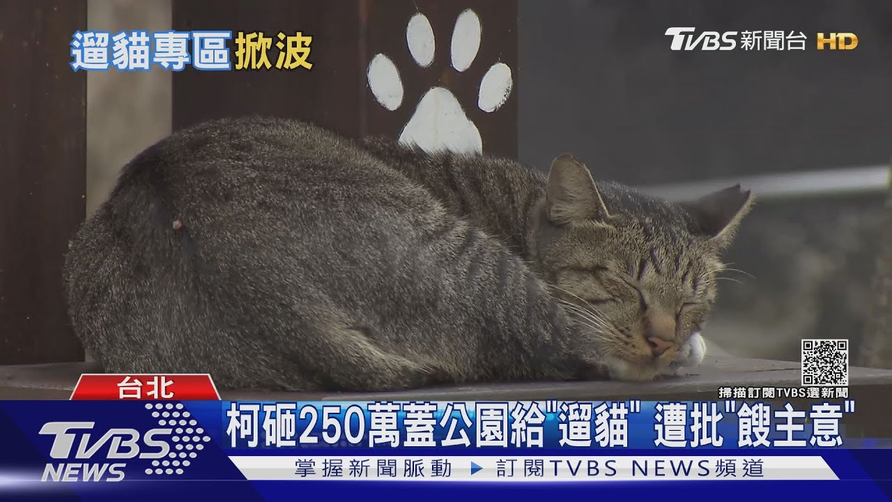 柯砸250萬蓋公園給「遛貓」　遭批「餿主意」