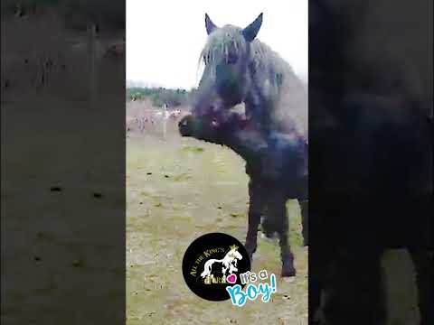 It’s a Boy for AKH