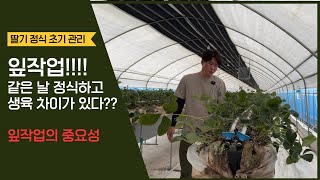 딸기 정식 후 이파리 작업은 필수 중에 필수입니다!!!