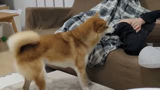 主と毛布とみた。#柴犬#犬との暮らし#日常#面白い#かわいい#癒し#shibainu