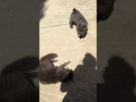 Blue Shar Pei Pups Play with Cat