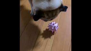 【パグ】はむぞう日記＃16【とげぷーと遊ぼう】