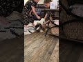 Mini Bernedoodle dogs for sale: ESME - FEMALE Mini Bernedoodle 4 - Video 3