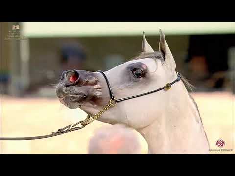 N 156 ABHAR EZZAHAMEEL   The Breeders Cup   Kuwait 2020   Straight Egyptians   2 Years Old Colts Cla