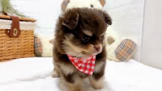 ハーフ犬の動画02