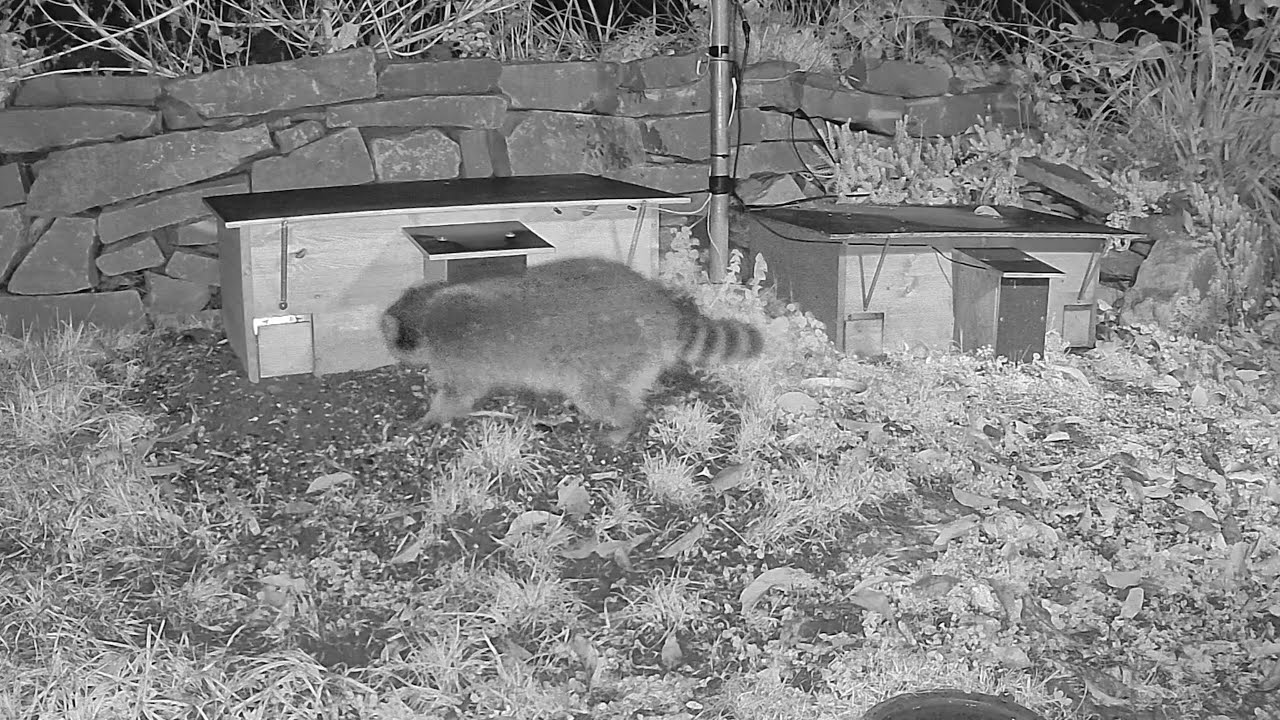 Waschbär versucht Igelhäuser zu plündern