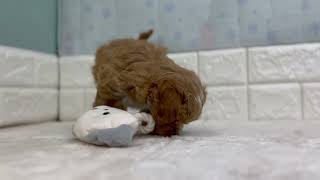 ハーフ犬の動画01