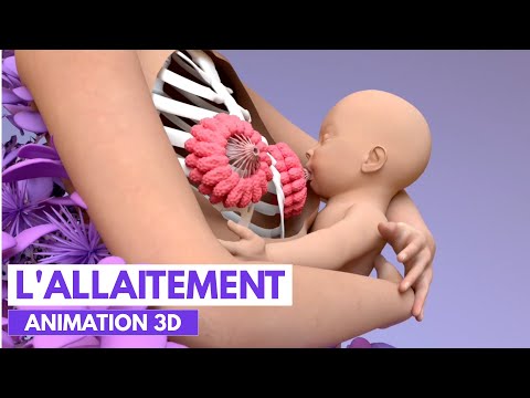 How is breast milk produced? | 3D Animation