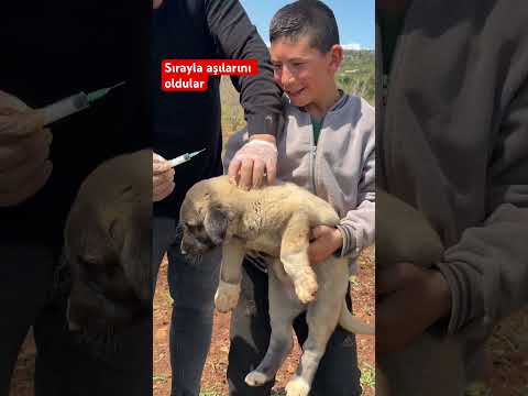 Sırayla aşılarını oldular #yavruhayvanlar #dog #kangal