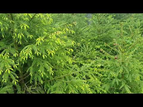 Pędy świerku. Właściwości lecznicze.