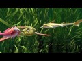 Trailer Kaluoka Hina Das Zauberriff