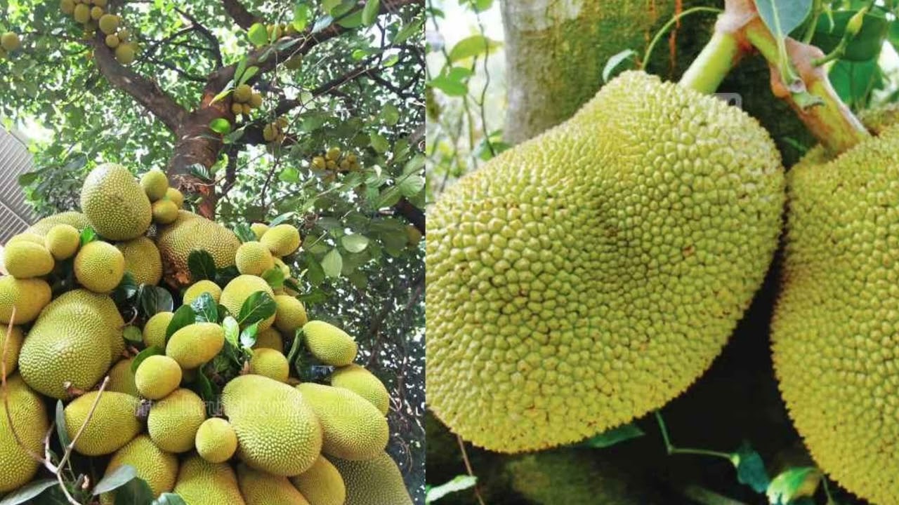 Keralappiravi aashamsakal