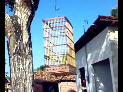 Treino com papa capim de sergio em itapororoca - PB