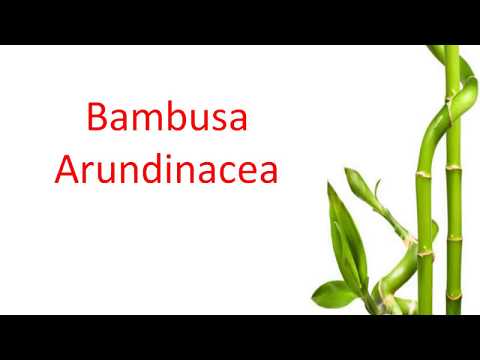 Bambusa uncommon remedy commonly seen in practice