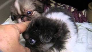preview picture of video 'LKLs October Gold Pekingese,AKC Satins Pups 8wk Apr7 2015'
