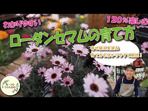 園芸 ドロサンセマム