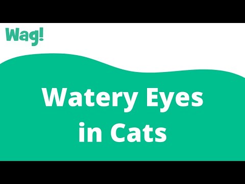 Watery Eyes in Cats | Wag!