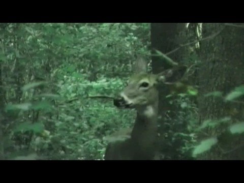 The Loneliest of Creatures MUSIC VIDEO in HD