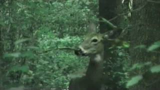 Klaatu - The Loneliest of Creatures MUSIC VIDEO in HD