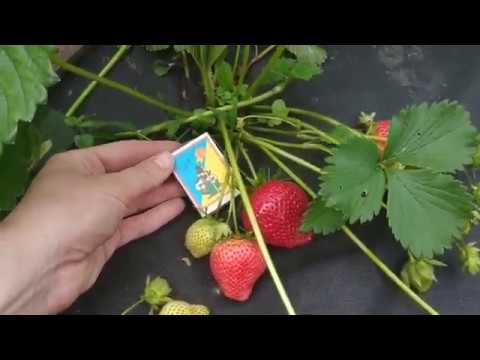 Флоренс 2020 год