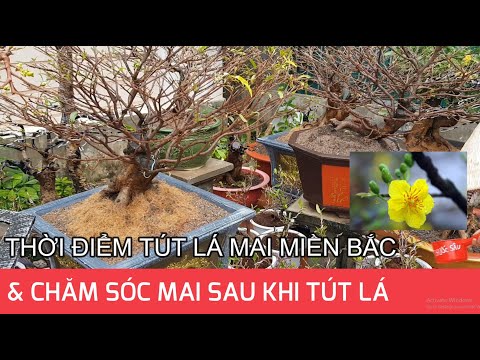 🔴 QBS2105 - Thời điểm tút lá mai vàng Miền Bắc | Chăm sóc mai vàng sau khi tút lá | Bon sai mai vàng