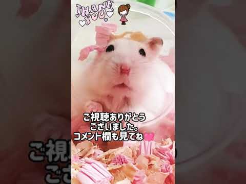 動画 さおりん 可愛い小動物園 可愛すぎる女の子の動画