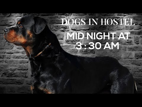 Dogs In Hostel | At Mid Night 3 : 30 Am | So Enjoyed || Must Watched