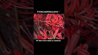 アメリカにはない花♥#外国人の反応 #海外の反応 #英語 #英会話