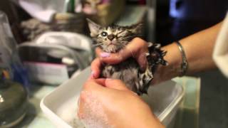 OH MY GOD WE HAVE A KITTEN!