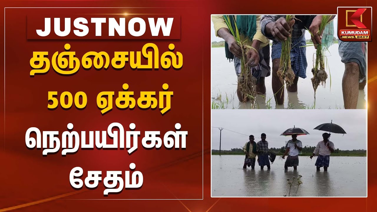 தஞ்சையில் 500 ஏக்கர் நெற்பயிர்கள் சேதம் | Thanjai | Paddy Damage | Kumudam News