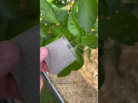 あなたの庭にアブラムシはいませんか？これらを試してみてください。