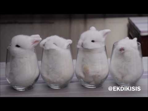 Pod hrat ping pong   Oliver TV