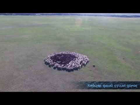 "ХӨВСГӨЛ ДАЛАЙ ҮҮССЭН" ДОМОГ