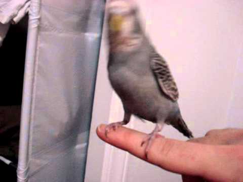 YouTube video about: Why does my bird flap its wings really fast?