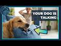 Why Dogs Destroy Your Furniture The Hidden Message Explained