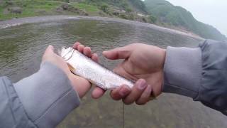 preview picture of video '140426 지수리 끄리 플라이, Flyfishing at Jisoori, Okcheon, フライフィッシング、韓国の沃川 、ジスリ, GoPro'
