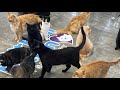 The Best Part Of A Furball S Day