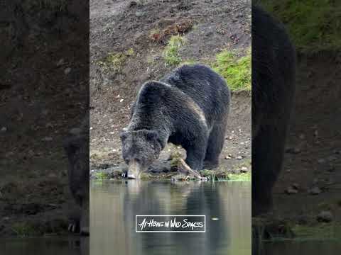 Strange fatal grizzly attack Banff National Park #wildspaces #short #banff