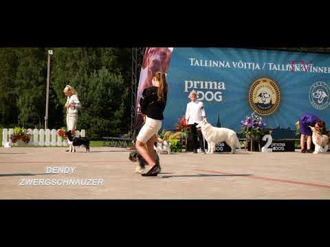 Tallinn Winner 2020 & Tallinna Võitja 2020 Luige