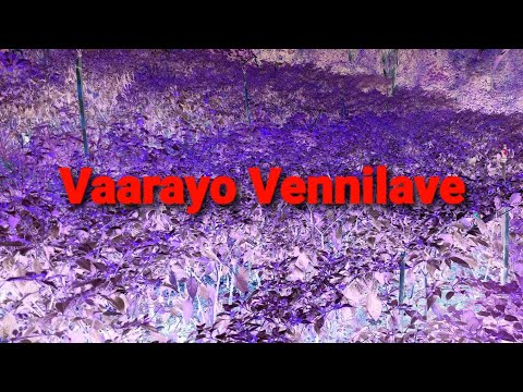 Vaarayo Vennilave Veena & voice cover #vaarayovennilave #missiamma #tamilcover
