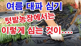 여름 대파 심기, 텃밭농장에서는 이렇게 심는 것이, 심는 것도, 사는 것도, 재배도, 나중 수확도 낫습니다.…