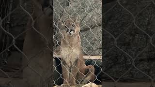 Cougar#fyp#cougar