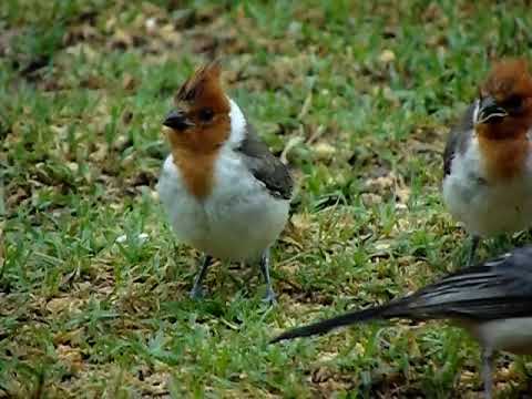 Cardenales de Copete Rojo, Red-crested Cardinals. General Roca, Rio Negro. Argentina. Febrero 2022.