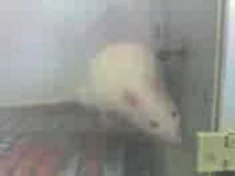 Umberto na Caixa de Skinner