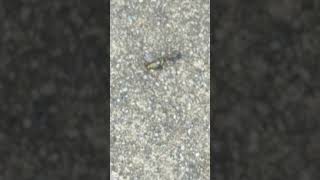 Enemy pilot captured