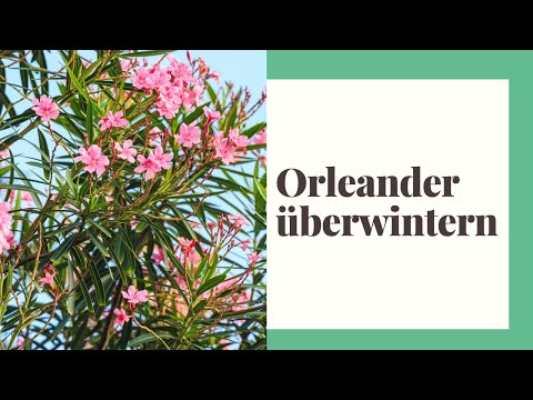 Overwintering oleander - How to make the oleander winter-hardy and protect it from frost
