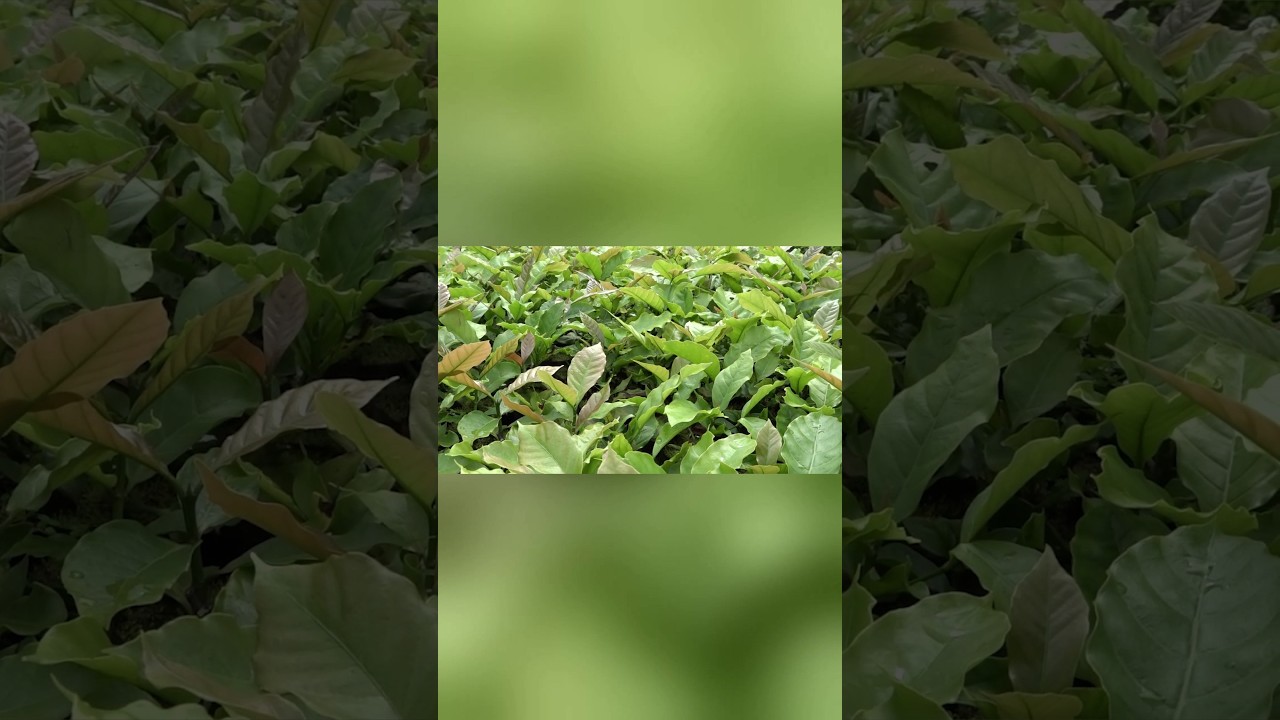 A Colheita da Esperança: A História de Sucesso da Cafeicultura de Mato Grosso