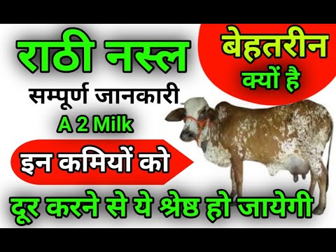 , title : 'Rathi Cow Breed     Ramawat'