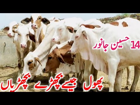 Cholistani Gulabi Ablk Nukre Bachre Bachrian Near Luddan Cow Mandi || Global Village Farming